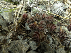 Veronica spectabilis