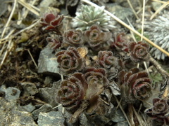 Veronica spectabilis
