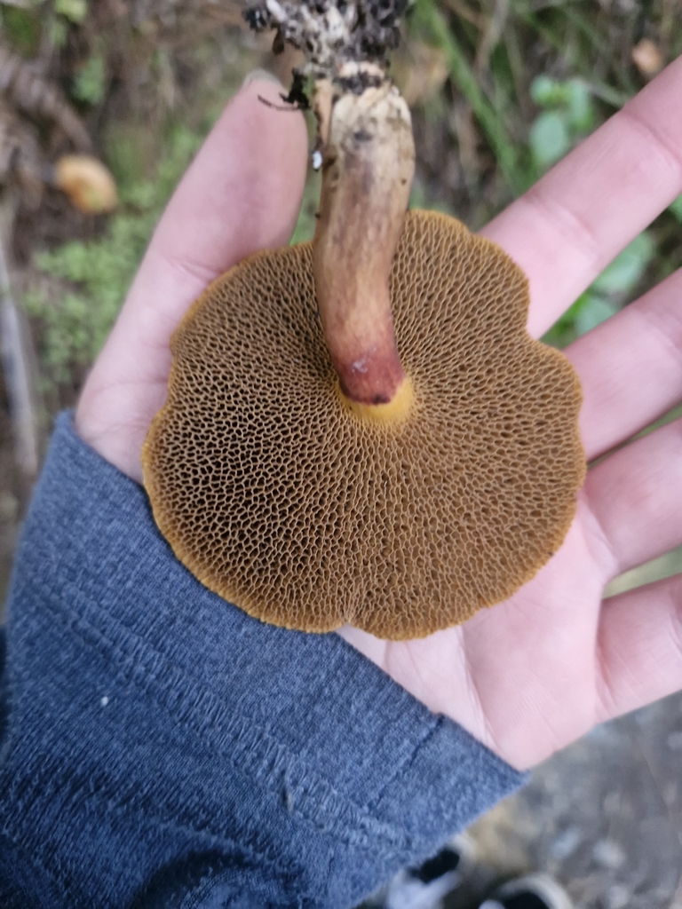 Suillus bovinus · May 2025 · photo: © rishud (iNaturalist, cc-by)
