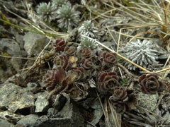 Veronica spectabilis