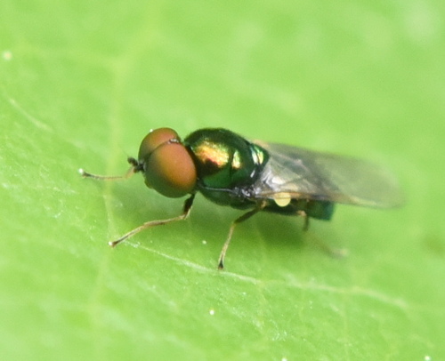 Unknown species found near Kootenai County, ID, USA