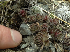 Veronica spectabilis