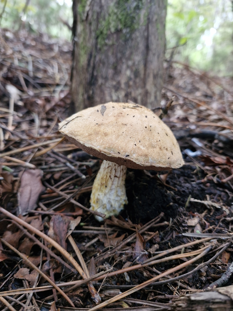 Austroboletus niveus · May 2025 · photo: © rishud (iNaturalist, cc-by)