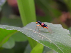 Therates fasciatus