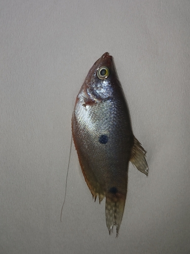 Trichopodus trichopterus