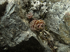 Veronica spectabilis