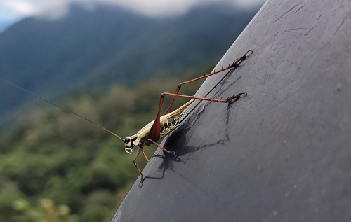 Nisitrus musicus observed 2025-05-23