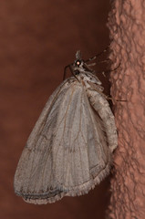 Hydriomena arizonata