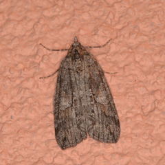 Hydriomena arizonata