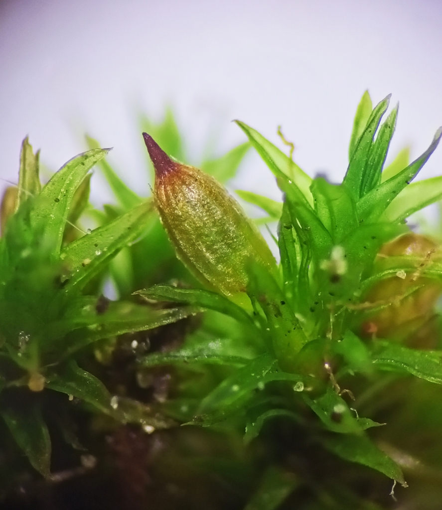 Lewinskya fastigiata