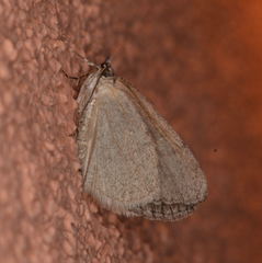 Hydriomena arizonata
