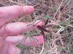 Desmanthus acuminatus