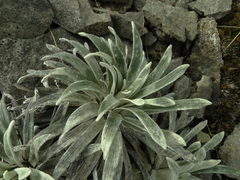 Celmisia viscosa