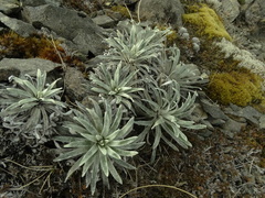 Celmisia viscosa