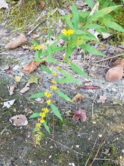 Solidago caesia caesia