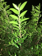 Buxus sempervirens