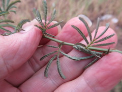 Desmanthus acuminatus