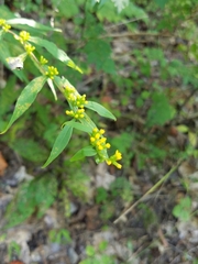 Solidago caesia caesia