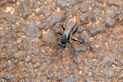 Asian Red-tailed Spider Wasp photo 6