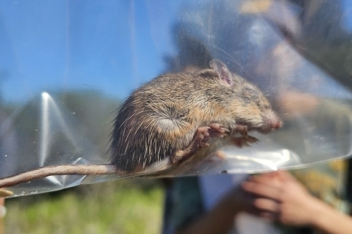 California Pocket Mouse