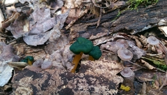 Leotia lubrica image