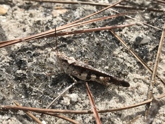 Spharagemon marmorata