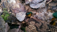 Leotia lubrica image