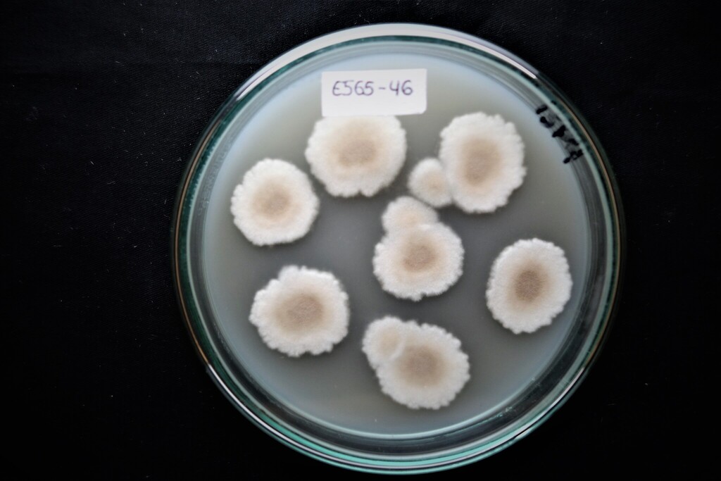 Aspergillus sydowii