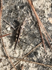 Spharagemon marmorata