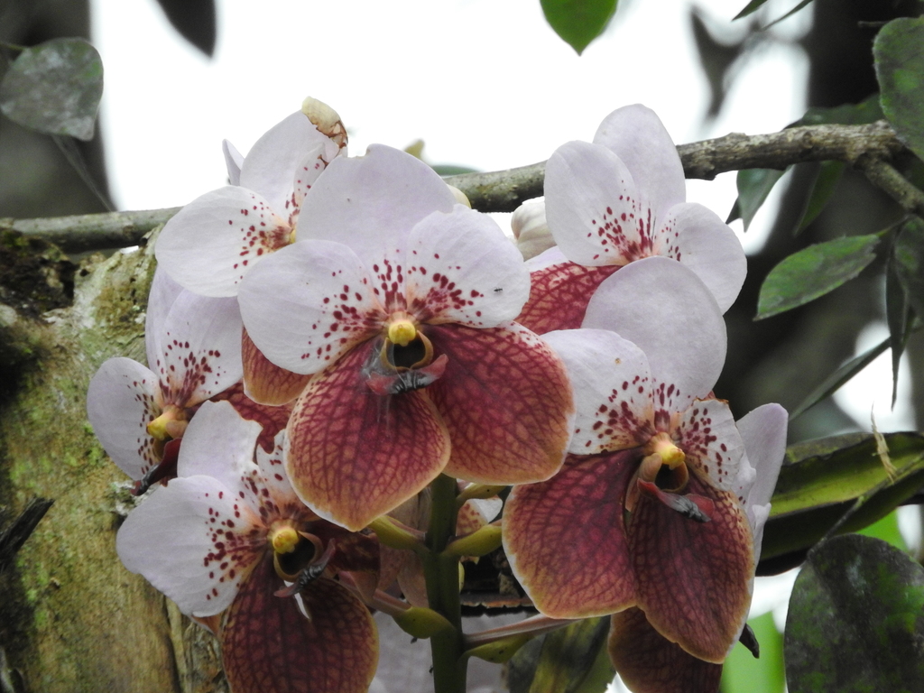 Vanda sanderiana