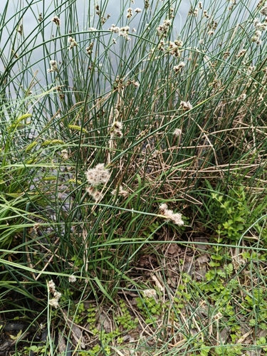 Наблюдение на iNaturalist