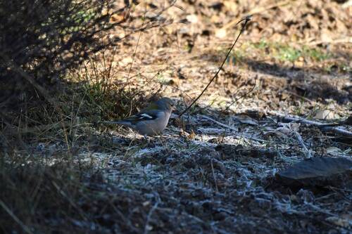 African Chaffinch (Fringilla spodiogenys), photo 5
