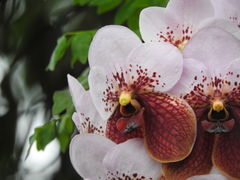 Vanda sanderiana