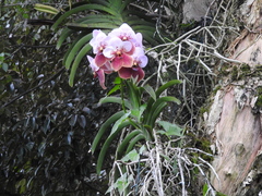 Vanda sanderiana