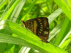 Byblia anvatara crameri
