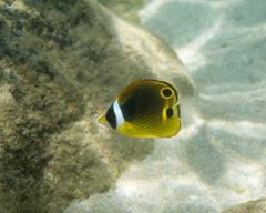 Raccoon Butterflyfish photo 4