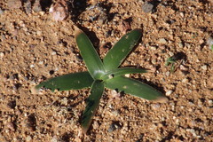 Albuca secunda