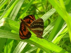 Byblia anvatara crameri