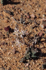 Trachyandra tortilis
