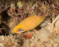 Gymnothorax melatremus