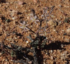 Trachyandra tortilis