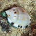 Casmaria - Photo (c) 808_Diver, some rights reserved (CC BY-NC), uploaded by 808_Diver