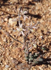 Trachyandra tortilis