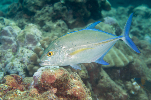 Bluefin Trevally