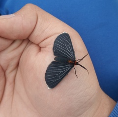 Melanchroia chephise