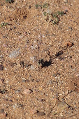 Trachyandra tortilis