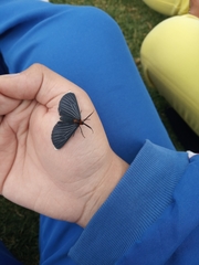Melanchroia chephise