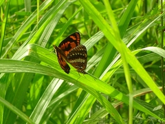 Byblia anvatara crameri