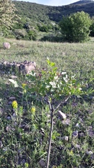 Fraxinus ornus ornus