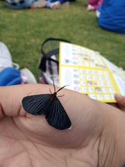 Melanchroia chephise